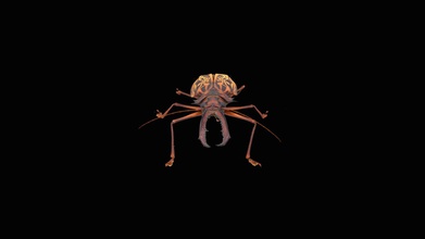 beetle cerambycidae - 3d model kohiyama 69d9b5f macrodontia cervicornis boyutu 110 mm mikro Fotogrametri binlerce fotoğraf https wwwstulabjp böcek kullanarak sfm yöntem oluşturdu 3d print model - Mito3D