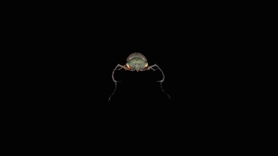 scarabeo eucherinae - modello 3d kohiyama 900deeb cheirotonus macleayi size 55mm micro fotogrammetria generato sfm metodo che utilizza migliaia di foto https wwwstulabjp beetle 3d print model - Mito3D