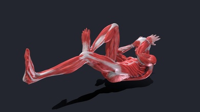 bicicletta animazione anatomia maschio muscolo truccato acquistare royalty gratuito 3d modello flarar 9d9c85b 3d print model - Mito3D