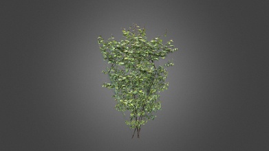 birch bush - download free 3d model thunder thunderpwn eade7f0 simple gameready made planes so very low poly you can drop lot them your gamescene without any fps lossfree always enjoy 3d print model - Mito3D