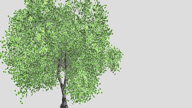 birch tree - download free 3d model oven21031977 1838eb7 3d print model - Mito3D