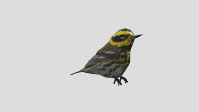 uccello giallo deserto warbler Scarica gratuito 3d modello eviemarie yvonnedebandi fc7e62c 3d print model - Mito3D