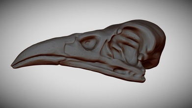 oiseau crâne acheter royalties libre 3d modèle lukemartins 530d3a8 3d print model - Mito3D