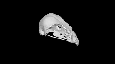 uccello cranio Scarica gratuito 3d modello thunk3d scanner diana123456 a3fdfda 3d print model - Mito3D