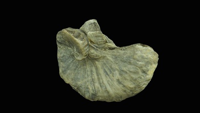 bivalvo amphidonte flabellatum - download free 3d model museo uv historia natural muvhn 91f5005 3d print model - Mito3D