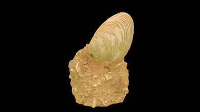 bivalvo fimbria lamellosa Scarica gratuito 3d modello museo uv storia naturale muvhn 1cd0c63 3d print model - Mito3D
