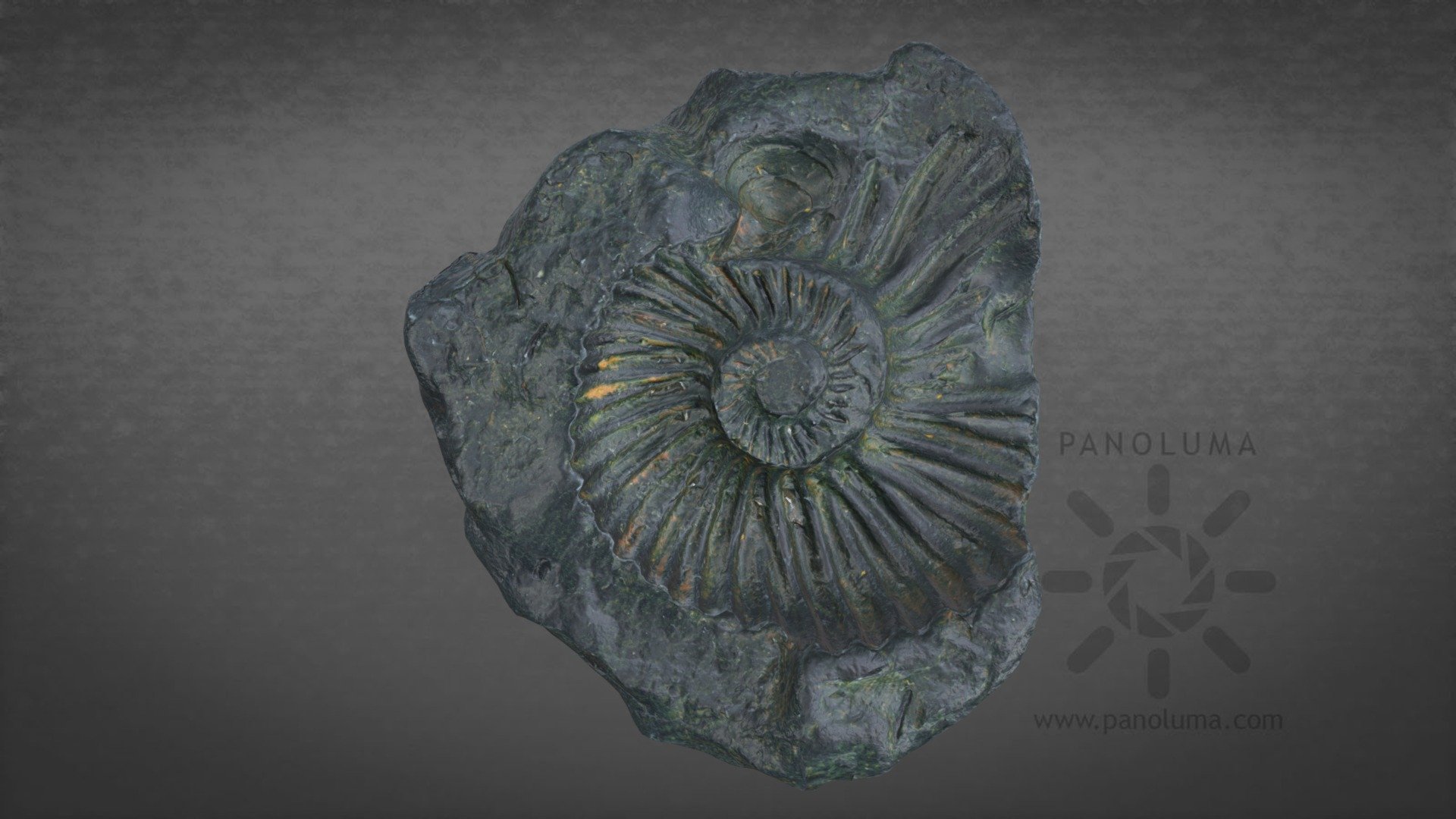 negro amonita fósil 3d escanear comprar realeza gratis modelo panoluma 80d4476 3D print model - Mito3D