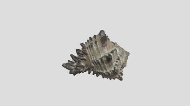 preto trunculus shell - download grátis de modelo 3d risd laboratório da natureza risdnaturelab 6601ed1 hexaplex nigritus número série 21517 3d print model - Mito3D