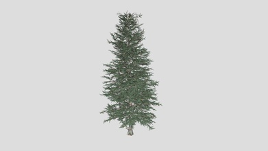 blue spruce tree - buy royalty free 3d model datec studio d6ffcb4 3d print model - Mito3D