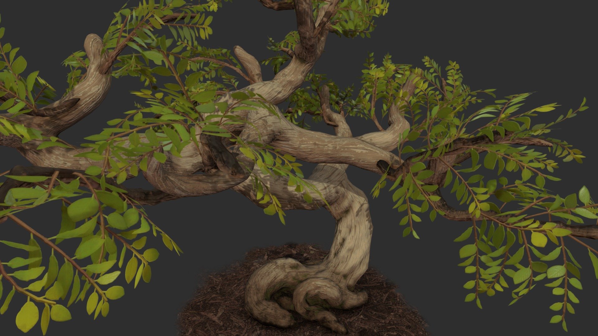 bonasi árbol - exagerada modelo 3d canis lepophagus b111bd9 bonsai definitivamente más divertido tipo de textura se había mucho haciendo aprendido podría mejorar la próxima juego cosomoflorist m trabajo escuela grupo programadores artistas centro mesa área siembra suelo quixel megascans 81k tris 2x 2048 texturas una hoja del atlas un tronco 3D print model - Mito3D