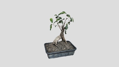 bonsai - download free 3d model rom4in 532fd06 3d print model - Mito3D