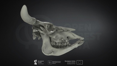 bos taurus domesticated cattle byd domowe - download free 3d model mammal institute pas poland mammalresearchinstitutepas cb2d859 3d print model - Mito3D