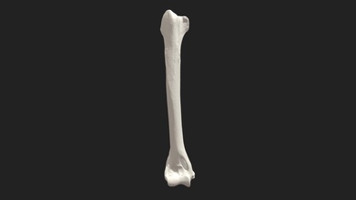 brachiale osso dell'omero gatto modello 3d vetanatmunich 3a9bc0d 3d print model - Mito3D