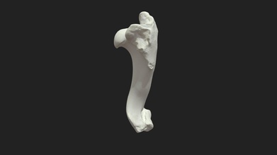 brachiale osso dell'omero maiale modello 3d vetanatmunich bb9681b 3d print model - Mito3D