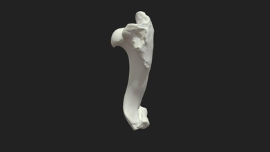 brachial bone humerus pig - 3d model vetanatmunich bb9681b 3d print model - Mito3D