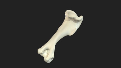 brachial bone humerus pony - download free 3d model vetanatmunich 94ab94b right size specimen 155 x 48 mm scanning performed structured light scanner artec space spider 3d print model - Mito3D