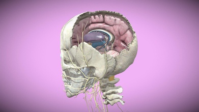 brain - buy royalty free 3d model novaky dbb8fa9 performed treat diseases conditions same include base colour 2k bump map hope you like thanks visit kindly check my channel more models following link https sketchfabcom 3d print model - Mito3D