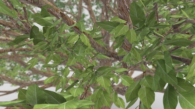 brazilian peppertree - 3d nature tree buy royalty free model chandrarati b64ecd8 3d print model - Mito3D
