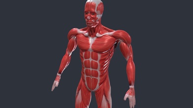 respirazione inattivo animazione anatomia muscolo truccato acquistare royalty gratuito 3d modello flarar e408fcd 3d print model - Mito3D