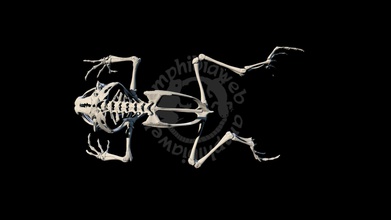 brevicipitidae probreviceps macrodactylus - modelo 3d blackburn laboratorio ufherps f8e4f25 uf 111075 esqueleto 3d print model - Mito3D