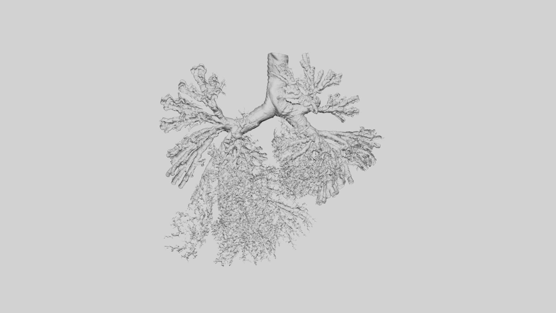 bronchial tree 1 - 3d model bluelink anatomy university michigan bluelinkanatomy 7206717 3D print model - Mito3D