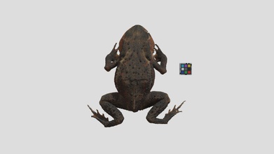 bufo japonicus - 3d model ffishasia 668ad28 https page specimen&pid 52092 3d print model - Mito3D