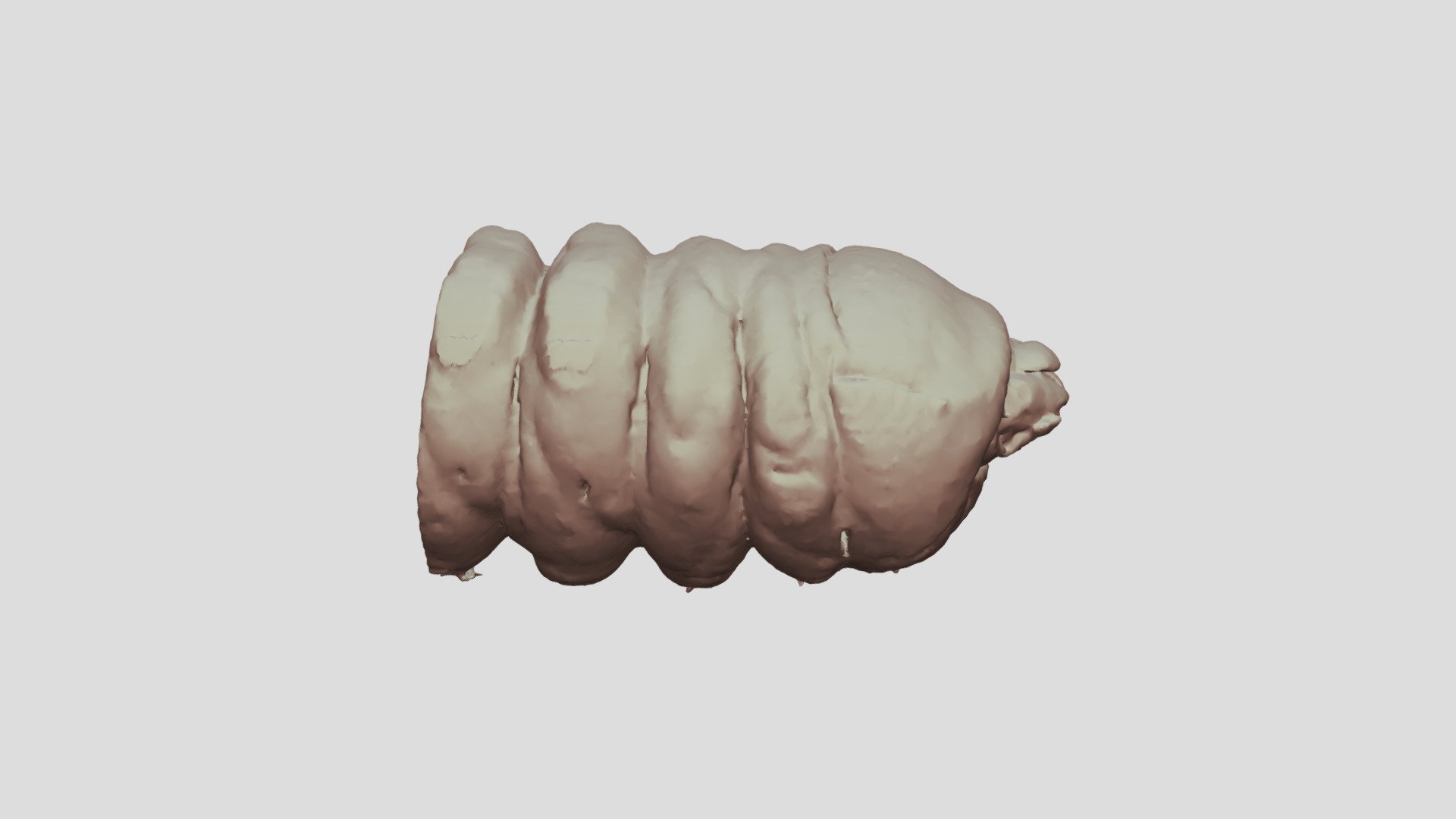 cacosceles Newmannii larva muestra nr10 descargar gratis 3d modelo gigasciencia gigadb af5e844 3D print model - Mito3D