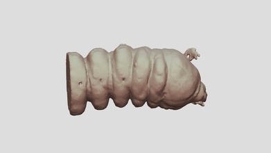 cacosceles Newmannii larva muestra nr19 descargar gratis 3d modelo gigasciencia gigadb feca5f6 3d print model - Mito3D
