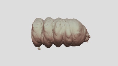 cacosceles Newmannii larva muestra nr32 descargar gratis 3d modelo gigasciencia gigadb e2633ca 3d print model - Mito3D