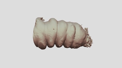 cacosceles Newmannii larva muestra nr3 descargar gratis 3d modelo gigasciencia gigadb bf24b93 3d print model - Mito3D