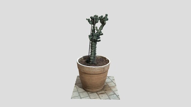 cactus pot - download free 3d model lior azi liorazi 24c48b0 3d print model - Mito3D