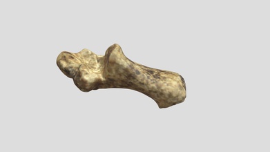 camelops hesternus calcaneus vcu 3d 4722 - model virtual curation lab virtualcurationlab 56c42aa recovered tule springs fossil beds national monument https wwwnpsgov tusk indexhtm 3-d scanned still its field jacket go scan 50 august 8 2019 las vegas natural history museum l3160-929 courtesy 3d print model - Mito3D