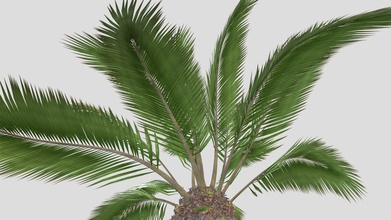 canary island palm - 3d model buy royalty free chandrarati bf05ff3 3d print model - Mito3D