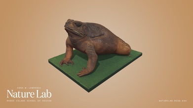 cane toad - download free 3d model risd nature lab risdnaturelab 12fa30d 3d print model - Mito3D