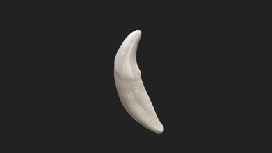 canine tooth dens caninus dog - 3d model vetanatmunich 18db4b2 right upper jaw 38x9x5mm size specimen 38 x 9 5 mm scanning performed structured light scanner artec micro 3d print model - Mito3D