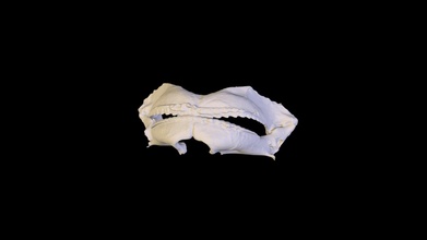 caracuel spiny dogfish jaw 50 - 3d model nicolas 91265ad 3d print model - Mito3D