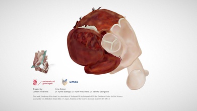 cardiac anatomy psax copy - download free 3d model e-learning umcg elearningumcg 10d5e96 part online module echocardiography medical students university groningen bridging gap between anatomical structures their 2d representatives echo planes parasternal short axis aortic valve plane has been cut out heart 3d print model - Mito3D