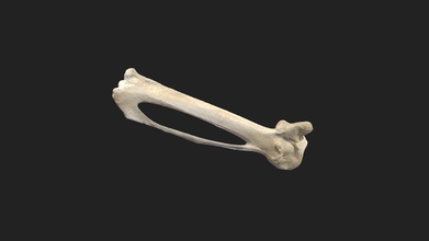 carpometacarpal osso os carpometacarp piccione - modello 3d vetanatmunich e176ebc carpmetacarpale ala destra dimensione del campione 34,5 x 73 54 mm scansione eseguita a luce strutturata scanner artec micro 3d print model - Mito3D
