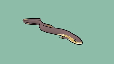 dessin animé anguille zélande nageoire longue 3d modèle violaine fa38dfc 3d print model - Mito3D