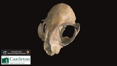 cat cranium details tba - download free 3d model castleton university digital archaeology project cudap fd79493 3d print model - Mito3D