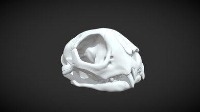 gatto cranio 3d acquistare royalty gratuito modello patrickart90 stl bocca scheletro anatomia antico gattino osso denti Accessori mammifero felino mascella scienza risorsa animale 3d print model - Mito3D