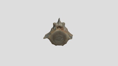 caudal vértebra mioceno ballena descargar gratis 3d modelo schmalhausenevolmorph 22c3a7b 3d print model - Mito3D