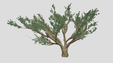 Zeder Libanon Baum Kaufen Lizenzgebühren frei 3d Modell datec Studio 34d7ed7 3d print model - Mito3D