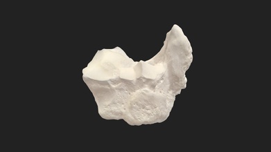 centrale osso tarsale os tarsi maiale scarica gratis 3d modello vetanatmunich b1a64ba 3d print model - Mito3D