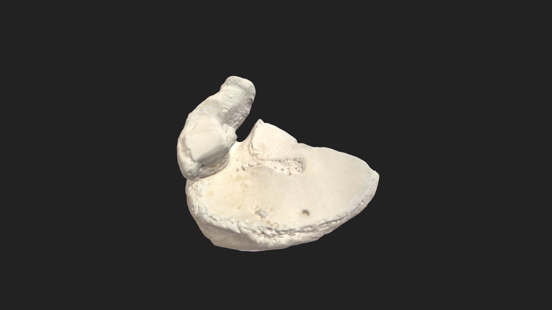 centrale osso tarsale os tarsi pony scarica gratis 3d modello vetanatmunich deb9930 3D print model - Mito3D