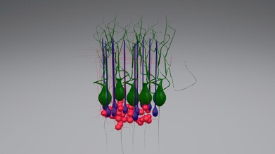 cérébelleux cortex 3d modèle van tanière berg science2see fc54f26 3d print model - Mito3D