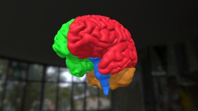 cérebro mri baixar livre 3d modelo quequen fd08663 3d print model - Mito3D