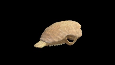 chaetophractus velerosus 2255 3d modello museo plata argentina museolp fb24a09 3d print model - Mito3D