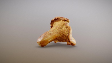 chanterelle mushroom - buy royalty free 3d model inciprocal 8ae8700 great addition virtual dining table single 69 x 65 6 cm 57 micrometers per texel 2k scanned using physically based process developed inc enables highly photo-realistic reproduction real-world products environments our hardware software technology combines advanced photometry structured light photogrammtery fields capture generate accurate material representations tens thousands images targeting real-time offline path-traced pbr compatible renderers zip file includes low-poly obj mesh meters set textures compressed lossless jpeg no chroma sub-sampling 3d print model - Mito3D