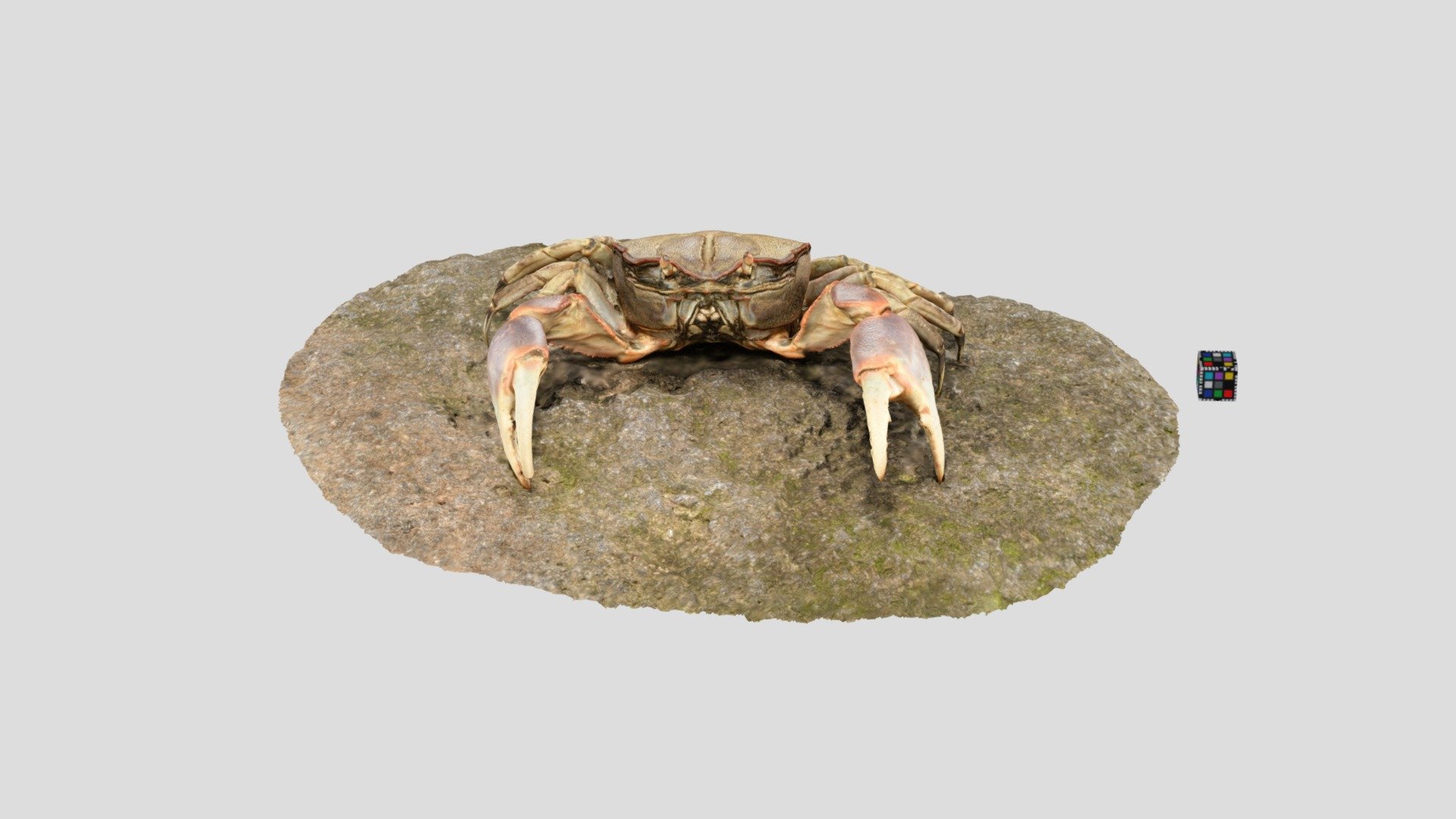 chasmagnathus convexus - download ücretsiz 3d model ffishAsya ffishasia 0e58d49 https ffish52366 Asya sayfa örnek&pid 3D print model - Mito3D